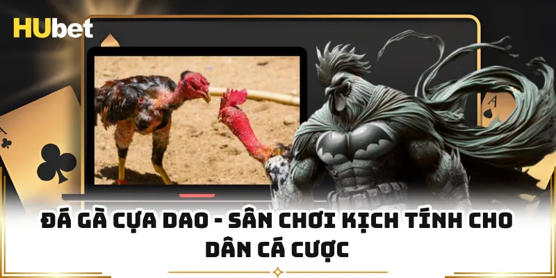 Đá Gà Cựa Dao - Sân Chơi Kịch Tính Cho Dân Cá Cược