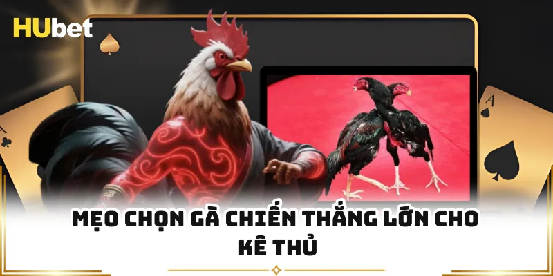 Mẹo chọn gà chiến thắng lớn cho kê thủ